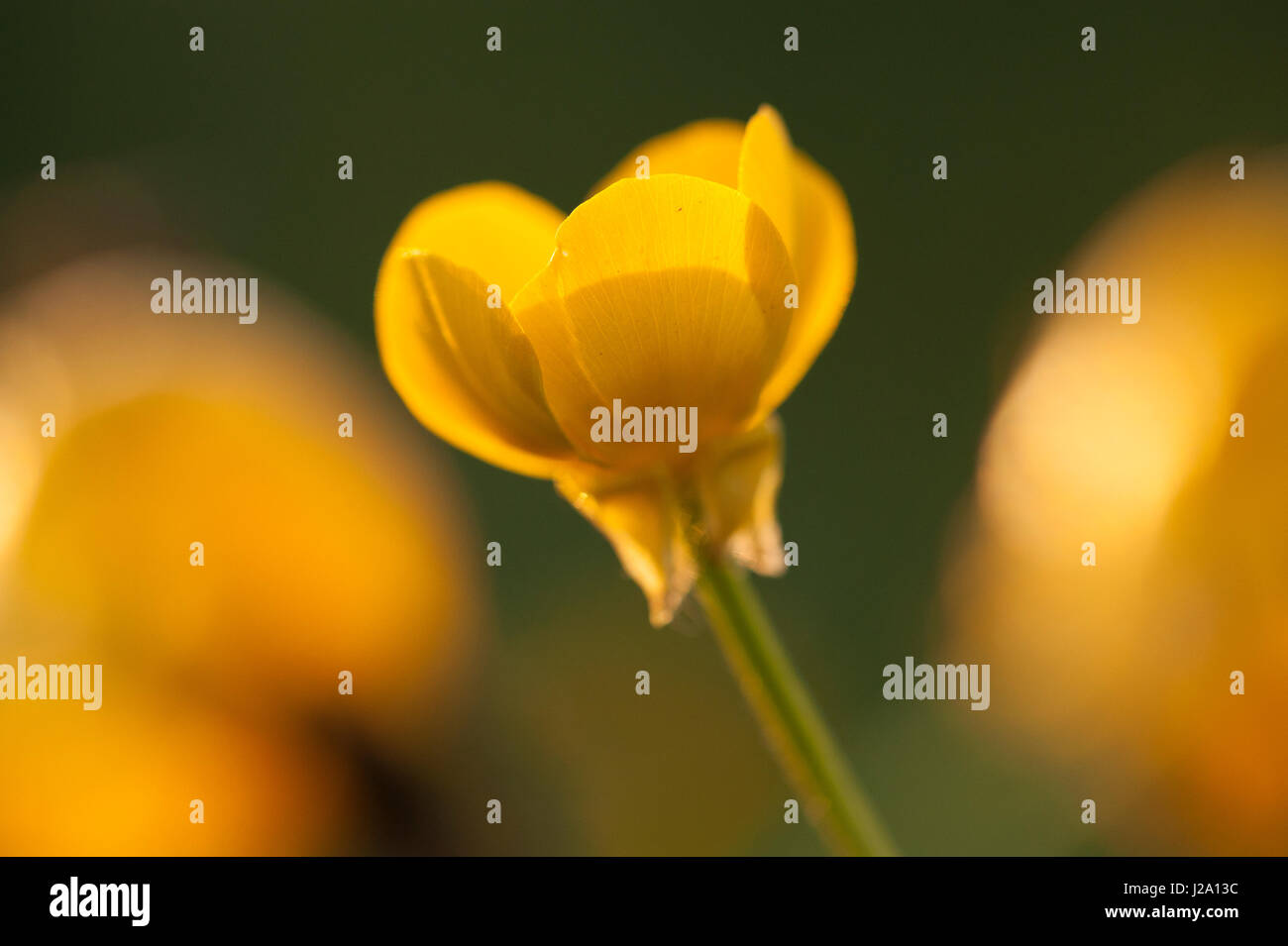 Blume der knolligen Hahnenfuß zwischen aus Schwerpunkt Blumen Stockfoto