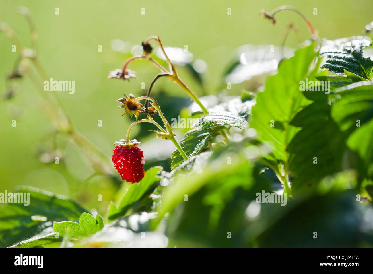Fragaria Vesca, Walderdbeere, Wald-Erdbeere, Alpine Strawberry, Europäische Erdbeere oder Fraises-des-Bois, genannt ist eine Pflanze, die wächst natürlich in der nördlichen Hemisphäre und das produziert essbare Früchte. Stockfoto