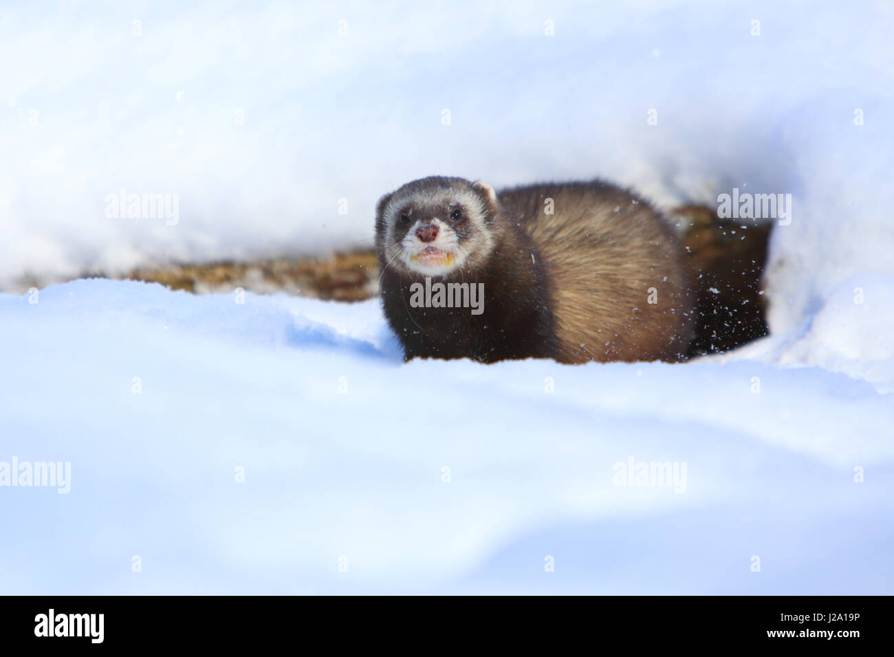 europäischer Iltis (Mustela Putorius) im Schnee Stockfoto