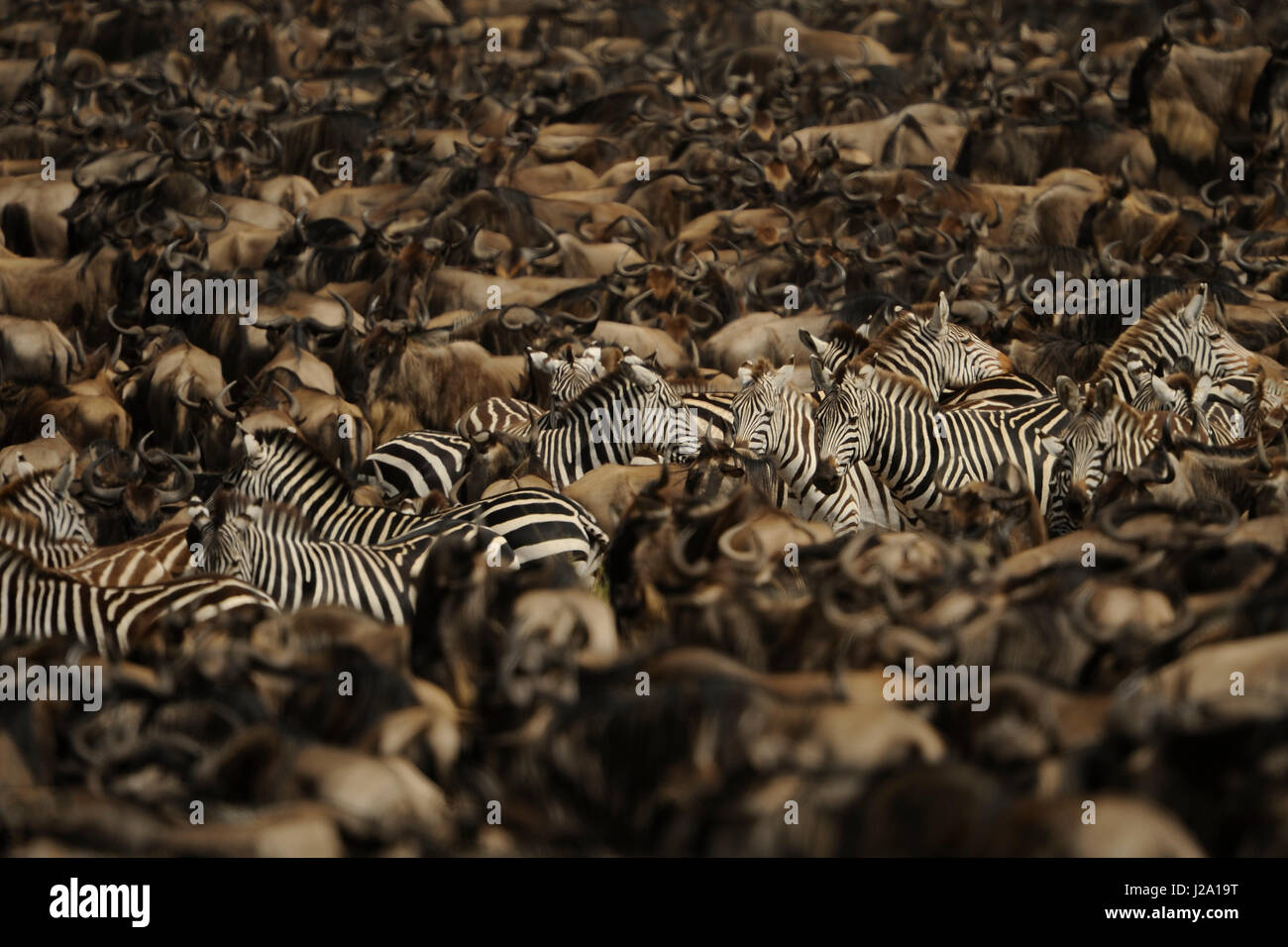 Große Herde gemeinsamer Zebra und wildebeast Stockfoto