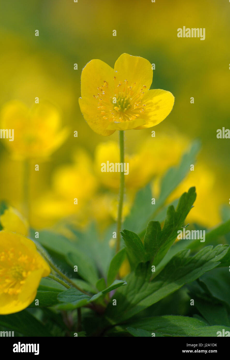 Gelbe Anemone in Blüte Stockfoto
