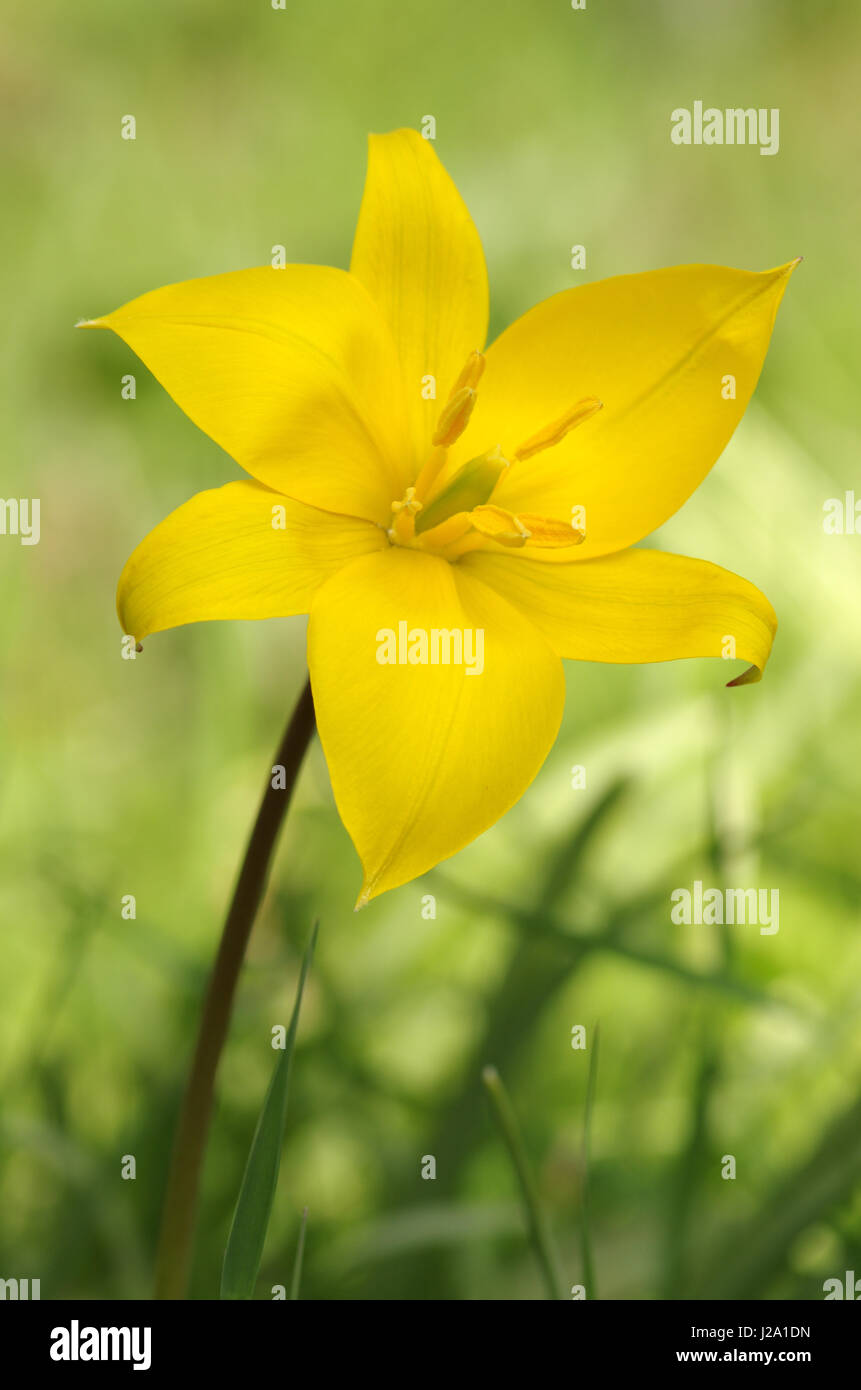 Eine offene Blüte Wilde Tulpe im alten Wald Stockfoto Eine offene Blüte Wilde Tulpe im alten Wald Stockfoto