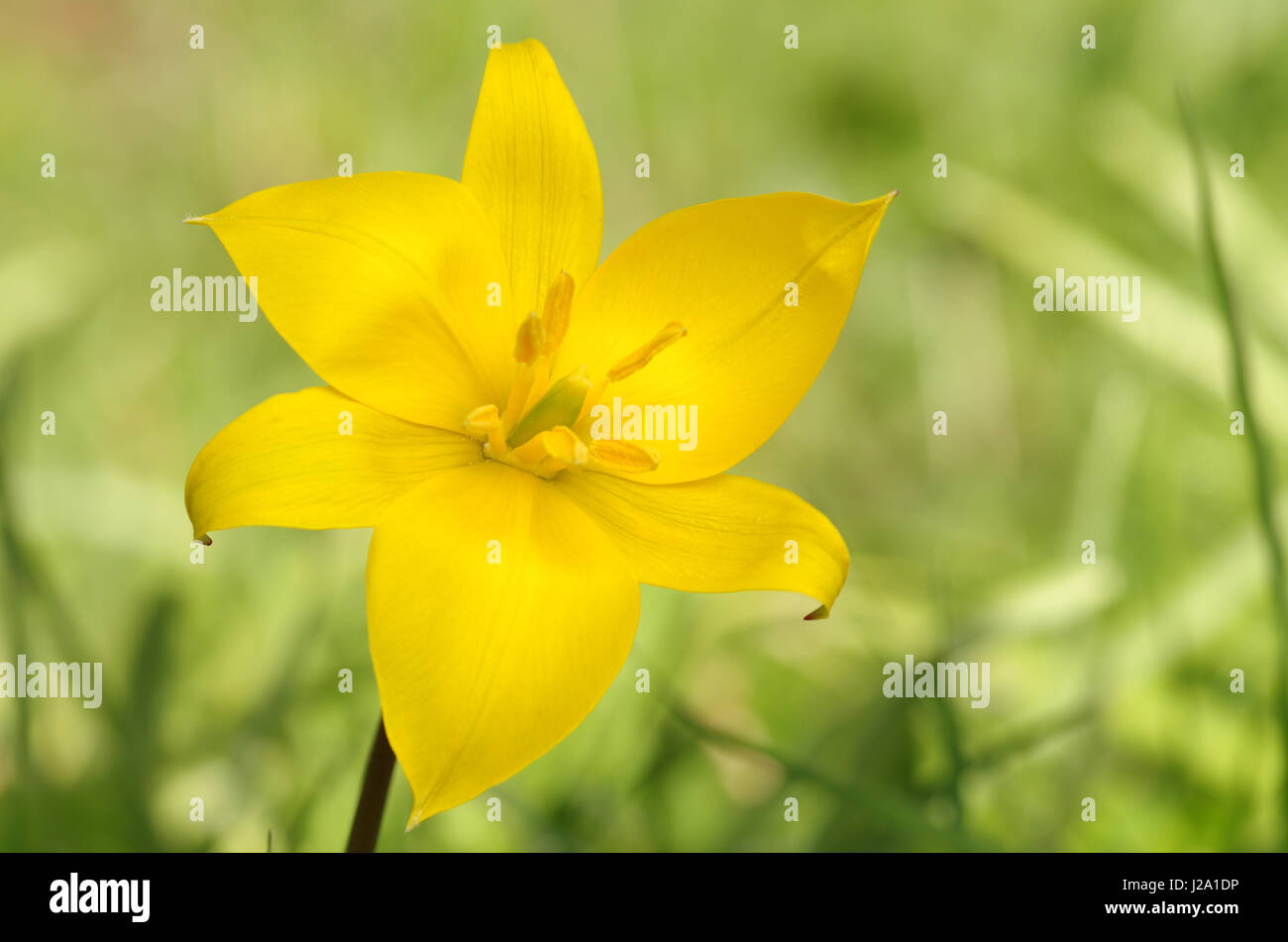Eine offene Blüte Wilde Tulpe im alten Wald Stockfoto Eine offene Blüte Wilde Tulpe im alten Wald Stockfoto