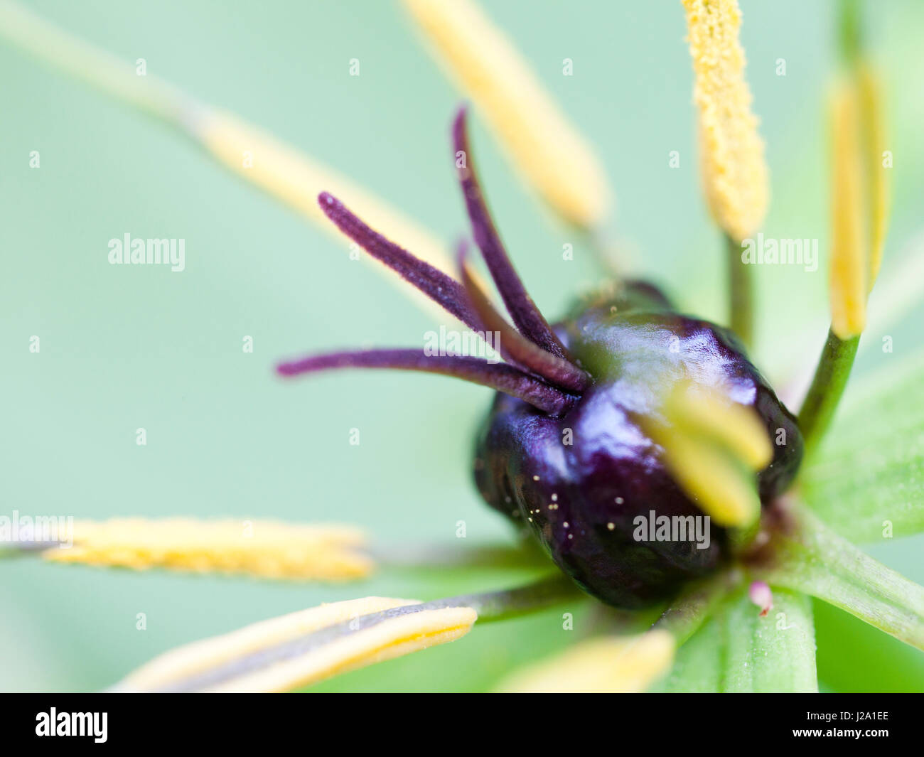 Kraut-Paris ist eine Art von feuchten Wälder, im Frühjahr blühen. Stockfoto