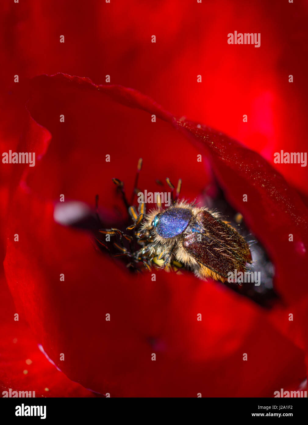 Juni-Bug in Mohnblume Stockfoto