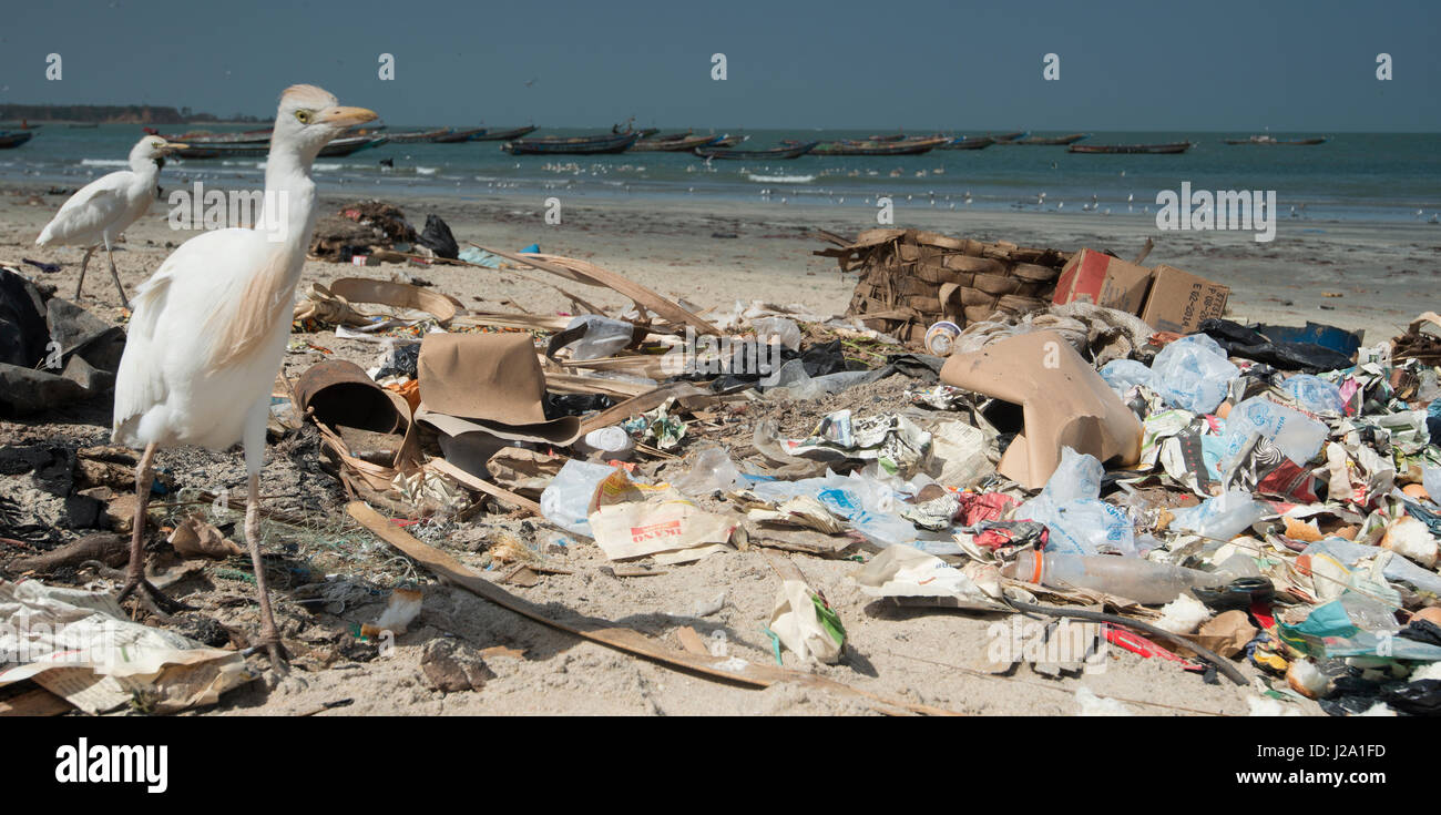 Kuhreiher auf der Suche nach Nahrung zwischen Müll am Strand Stockfoto