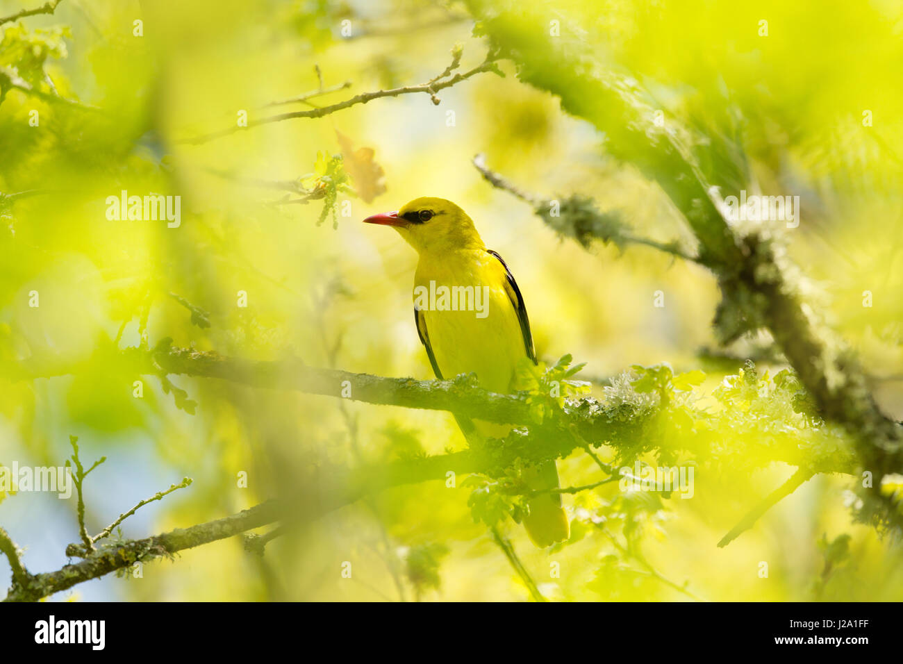 Pirol in Eiche Stockfoto