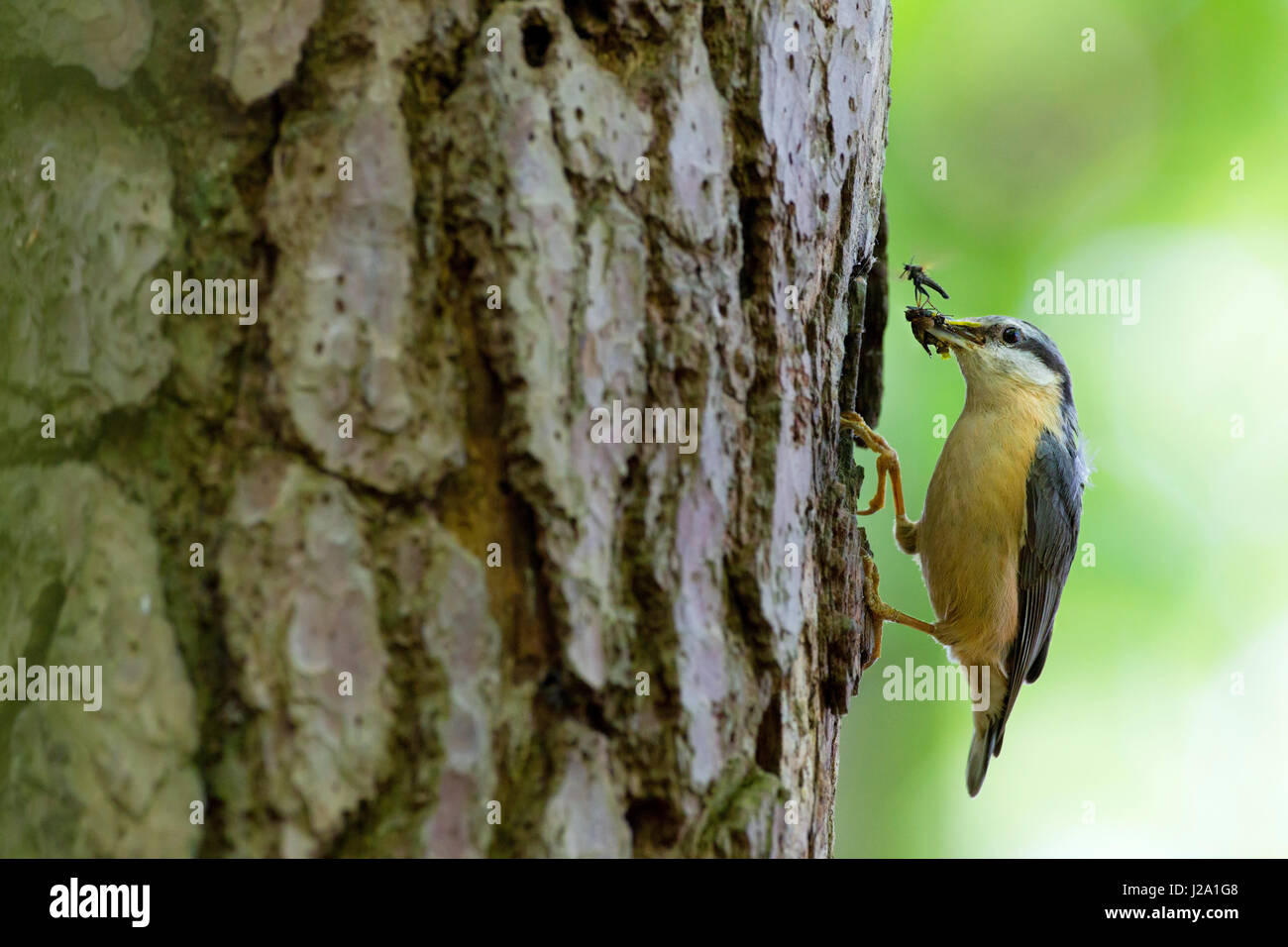 Humorvolle Schuss von Kleiber vor das Nest, die Öffnung mit einem Schnabel voller Insekten, einer Mücke steht an der Spitze Stockfoto
