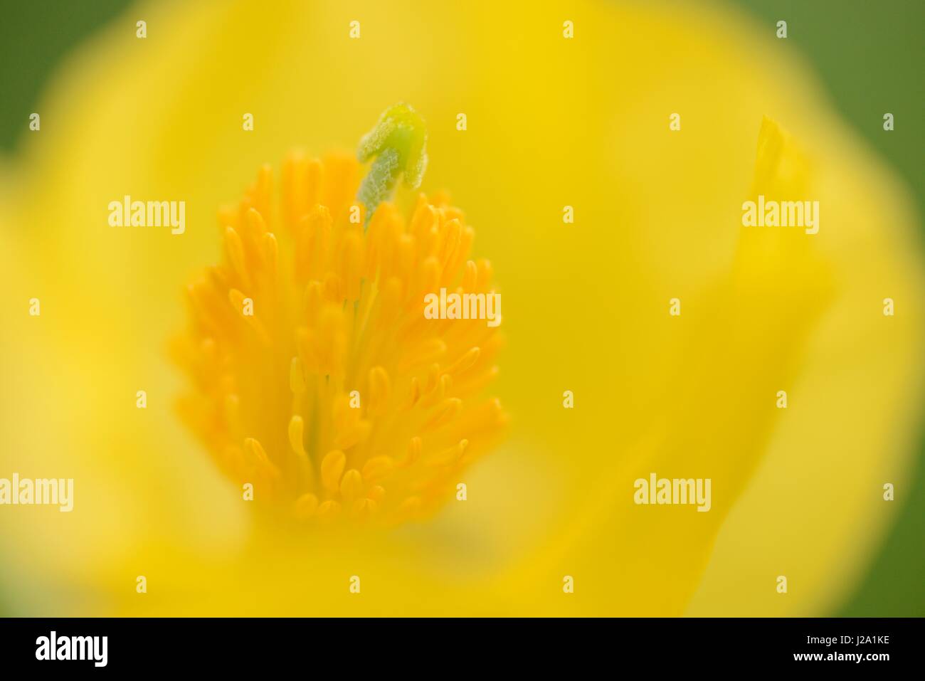 Blüte gelb gehörnten Mohn Stockfoto