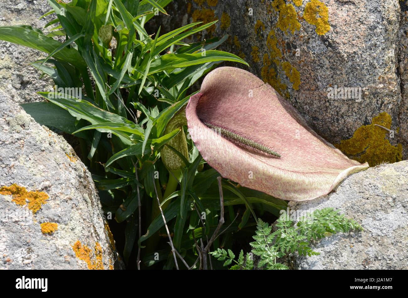 Blühende Helicodiceros Muscivorus, einem riesigen Arum mit dem Geruch von einem toten Pferd Stockfoto