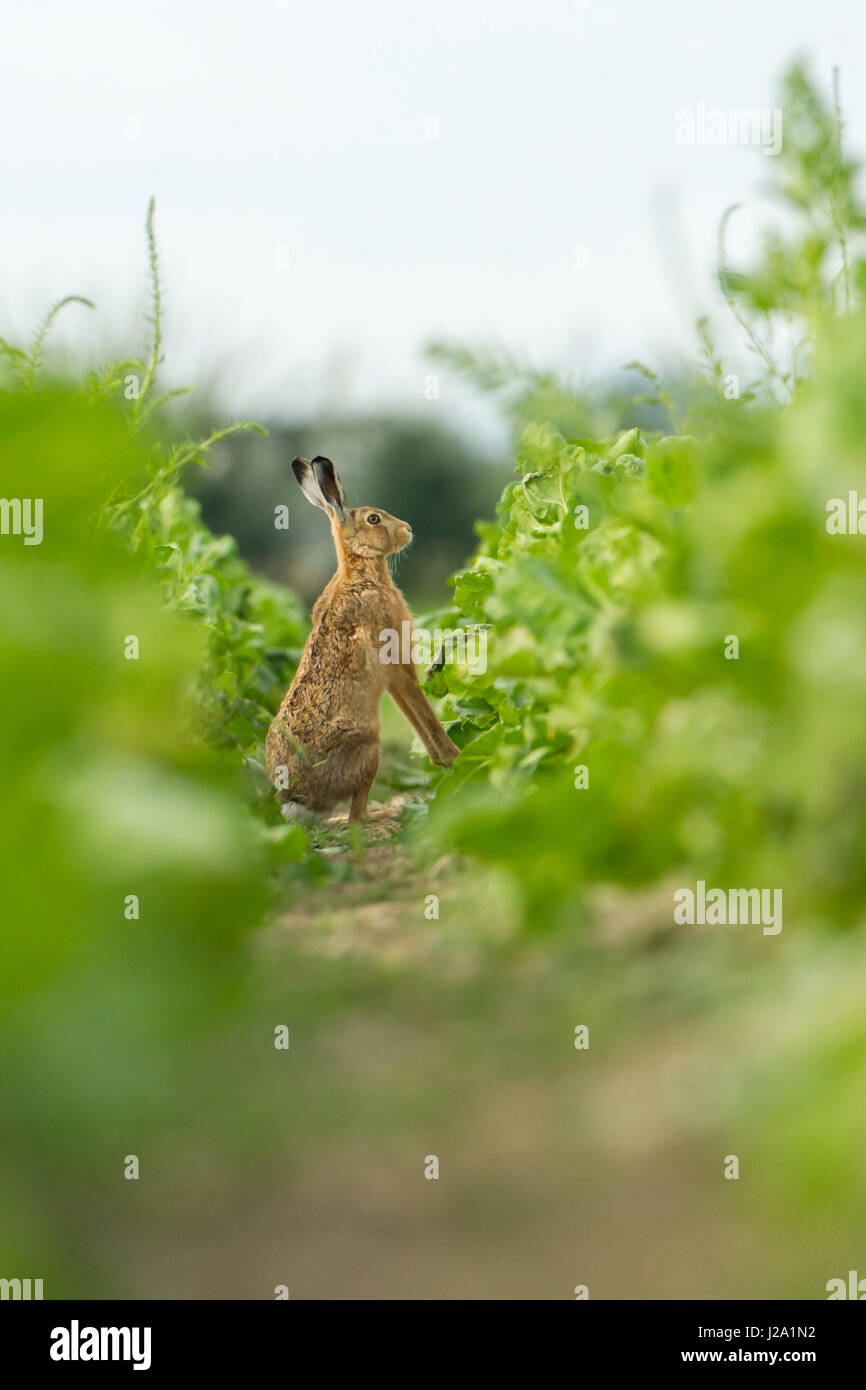 Brauner Hase Erwachsenen sitzen in Ernte Furche Powys, Wales, UK Stockfoto