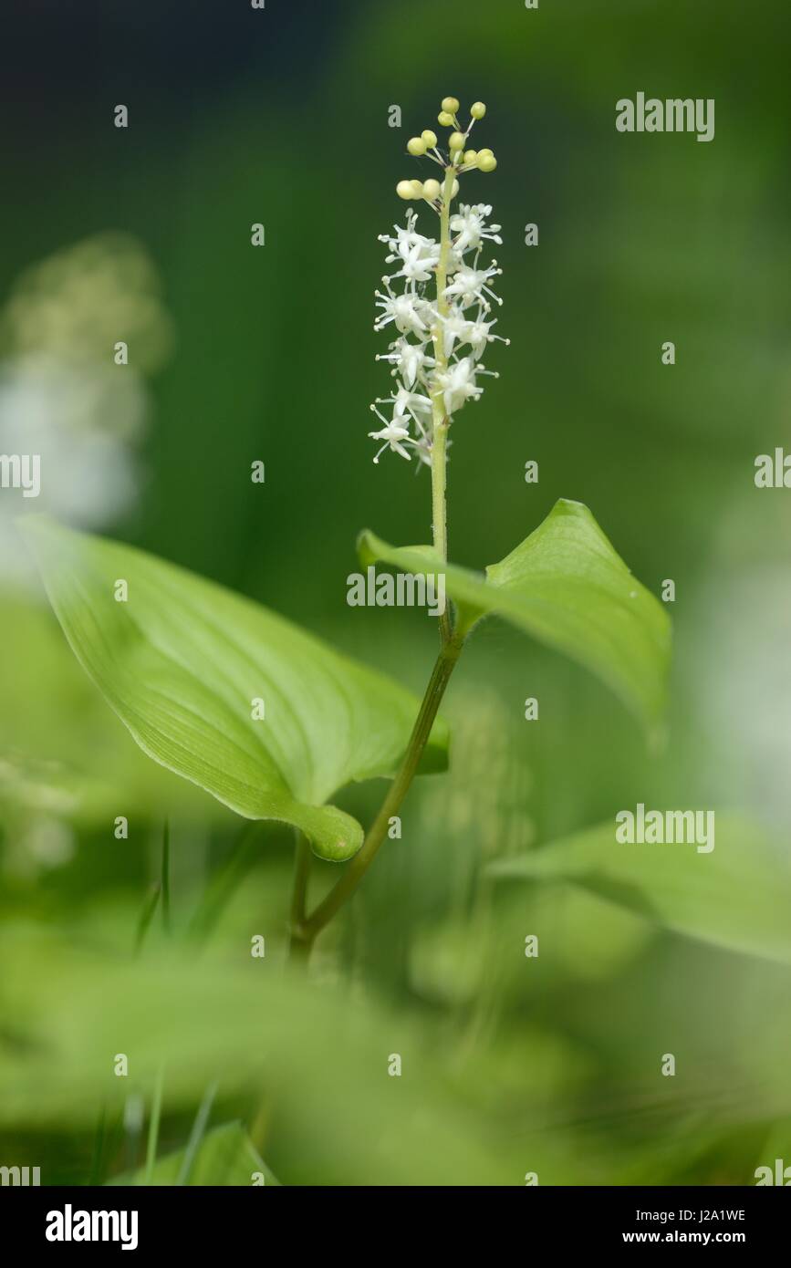 Blüte kann Lily Stockfoto