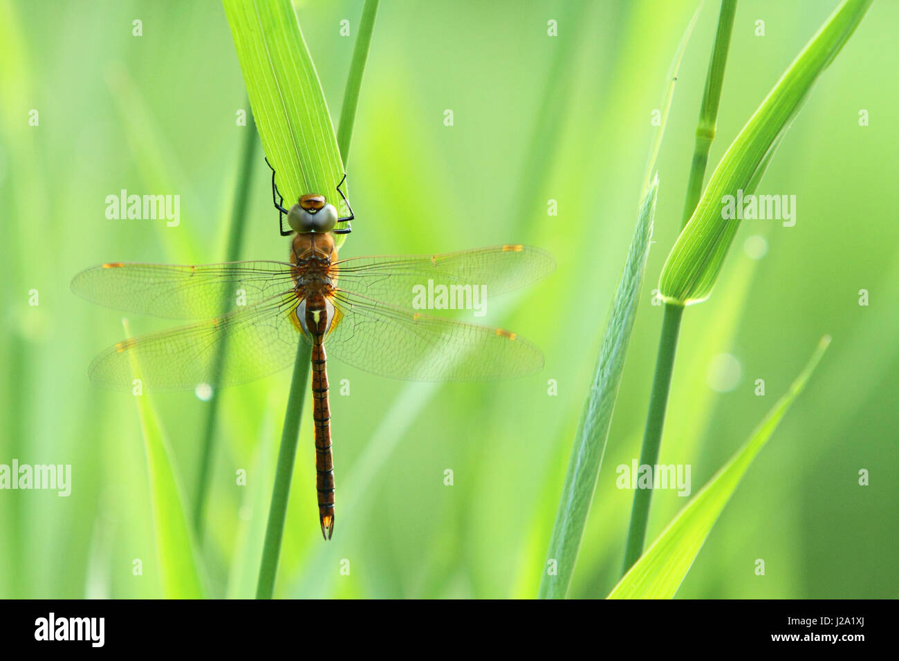 Norfolk Hawker (Aeshna drehbar) Aufwärmen Stockfoto