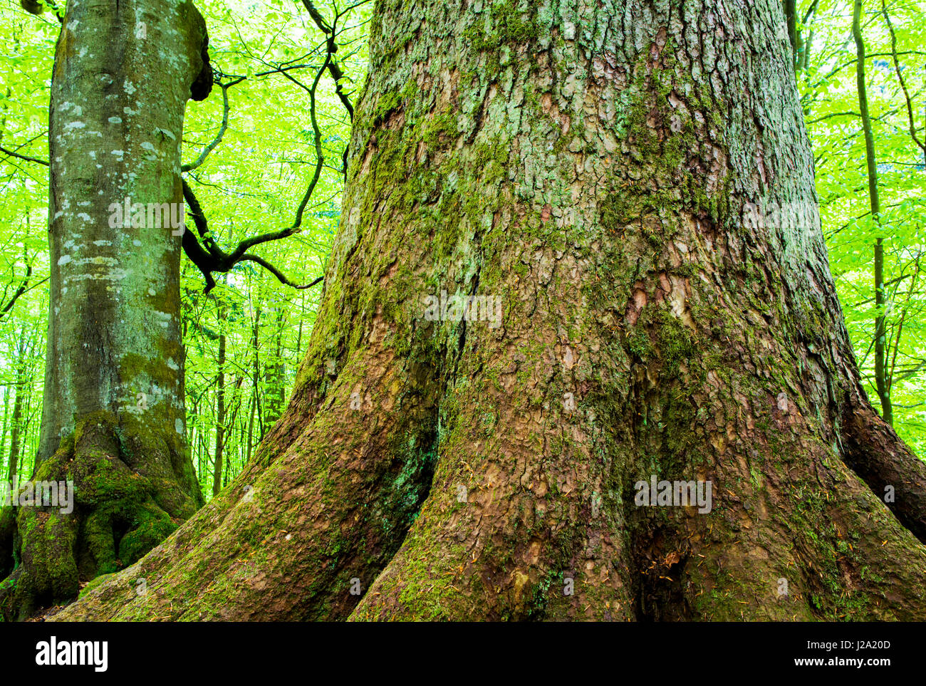 Urwald im Bayerischen Wald Nationalpark in Deutschland Stockfoto