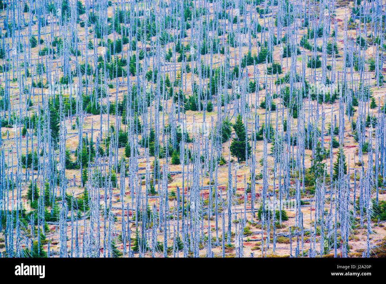 der Lusen Berg in den bayerischen Wald Nationalpark Deutschlands mit Wäldern von saurem Regen und europäischen Buchdrucker und folgende natürliche Waldverjüngung betroffen Stockfoto