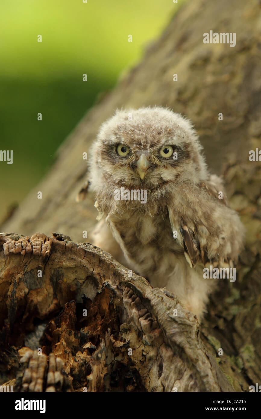 Junger Steinkauz verlassen das Nest wartet auf seine Eltern. Stockfoto