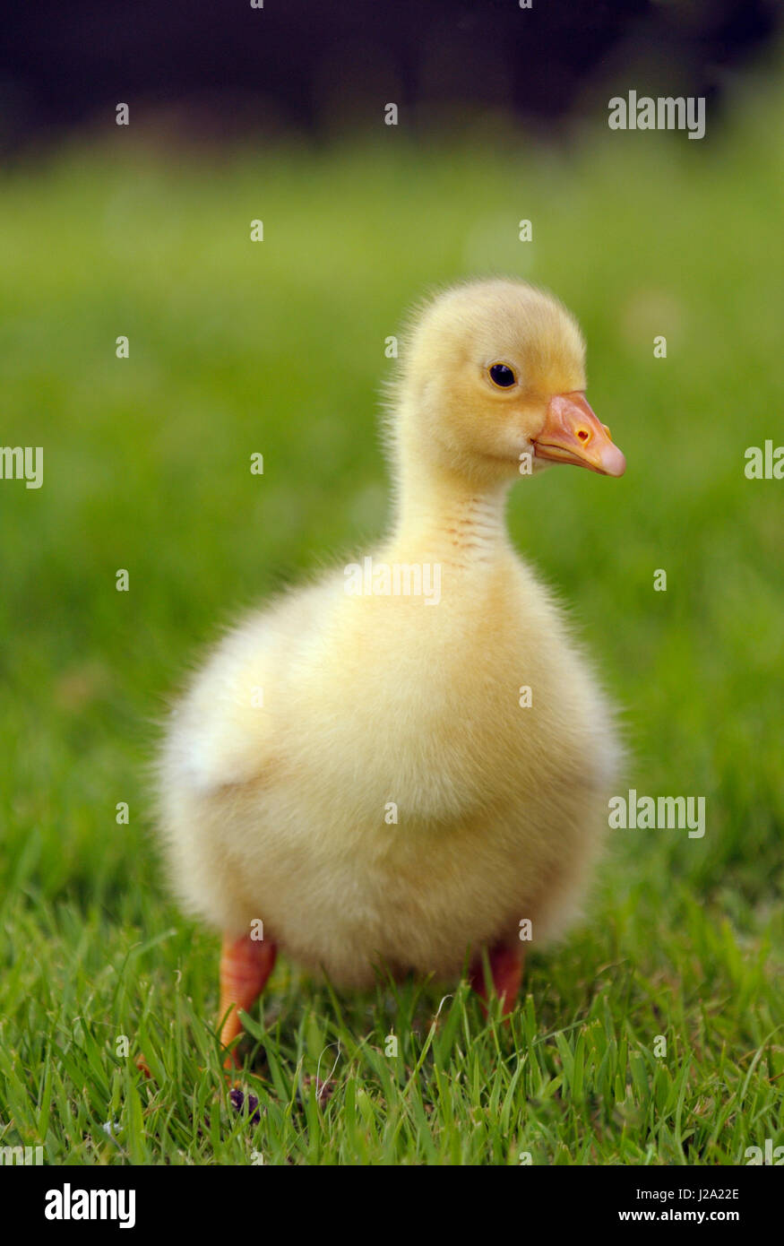 junge Park Gans, domestiziert Stockfoto