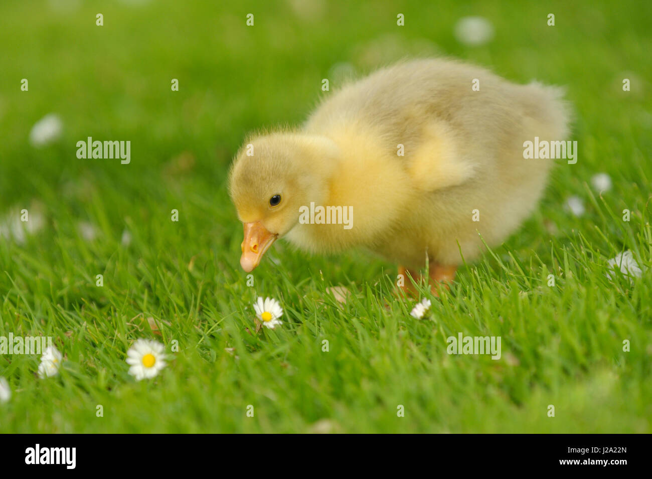 junge Park Gans, domestiziert Stockfoto