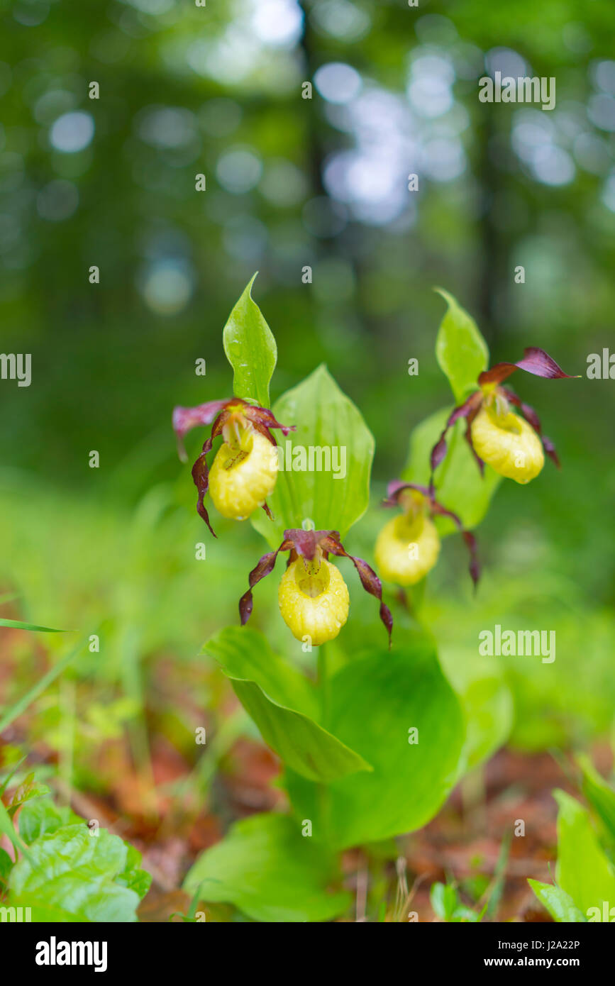 Gelbe Dame Pantoffel Orchidee Stockfoto