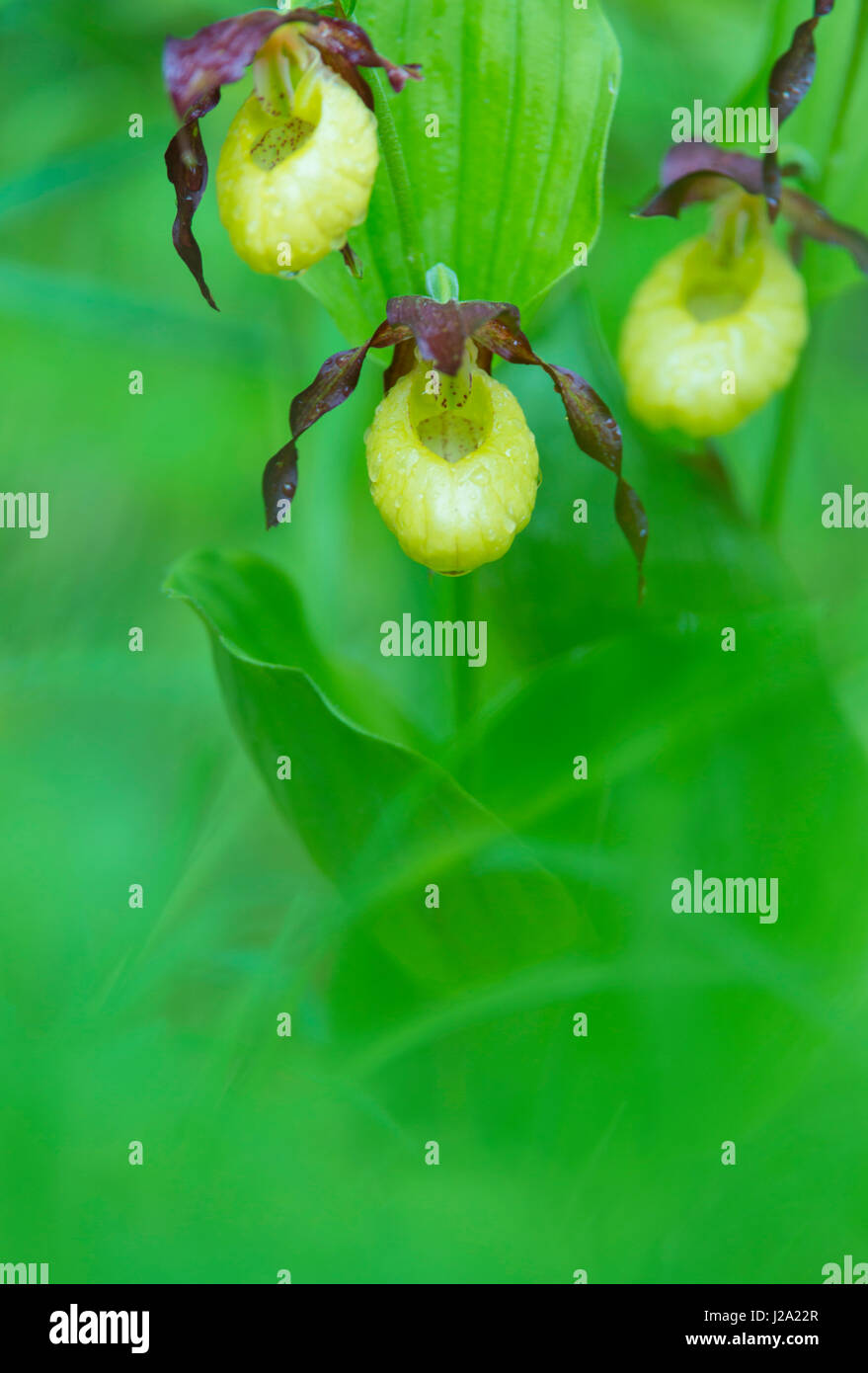 Gelbe Dame Pantoffel Orchidee Stockfoto