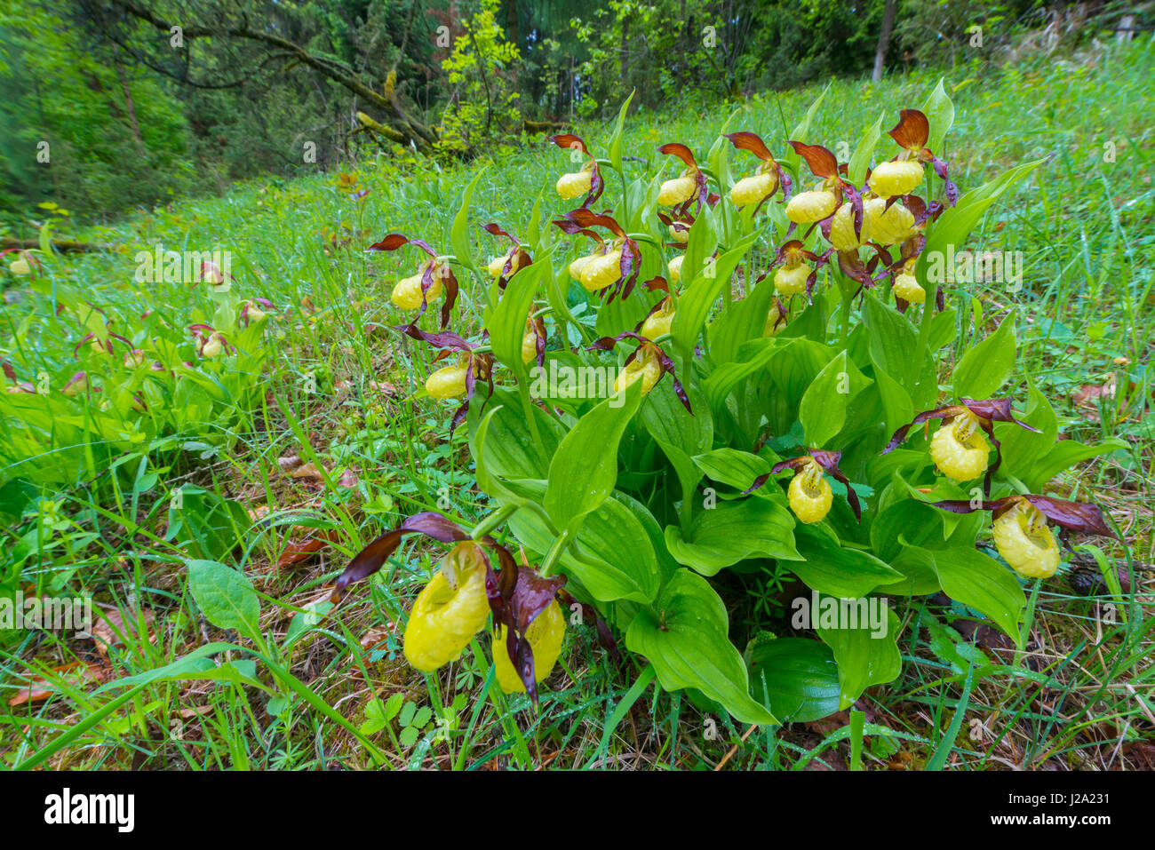 Gelbe Dame Pantoffel Orchidee Stockfoto