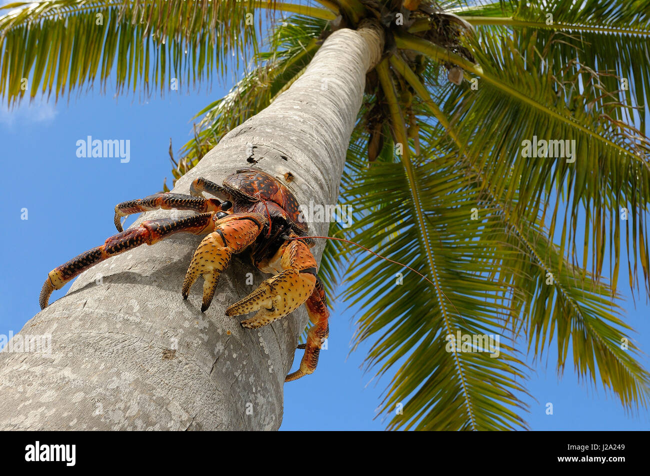 Coconut Crab in Nahaufnahme auf Palme Stockfoto