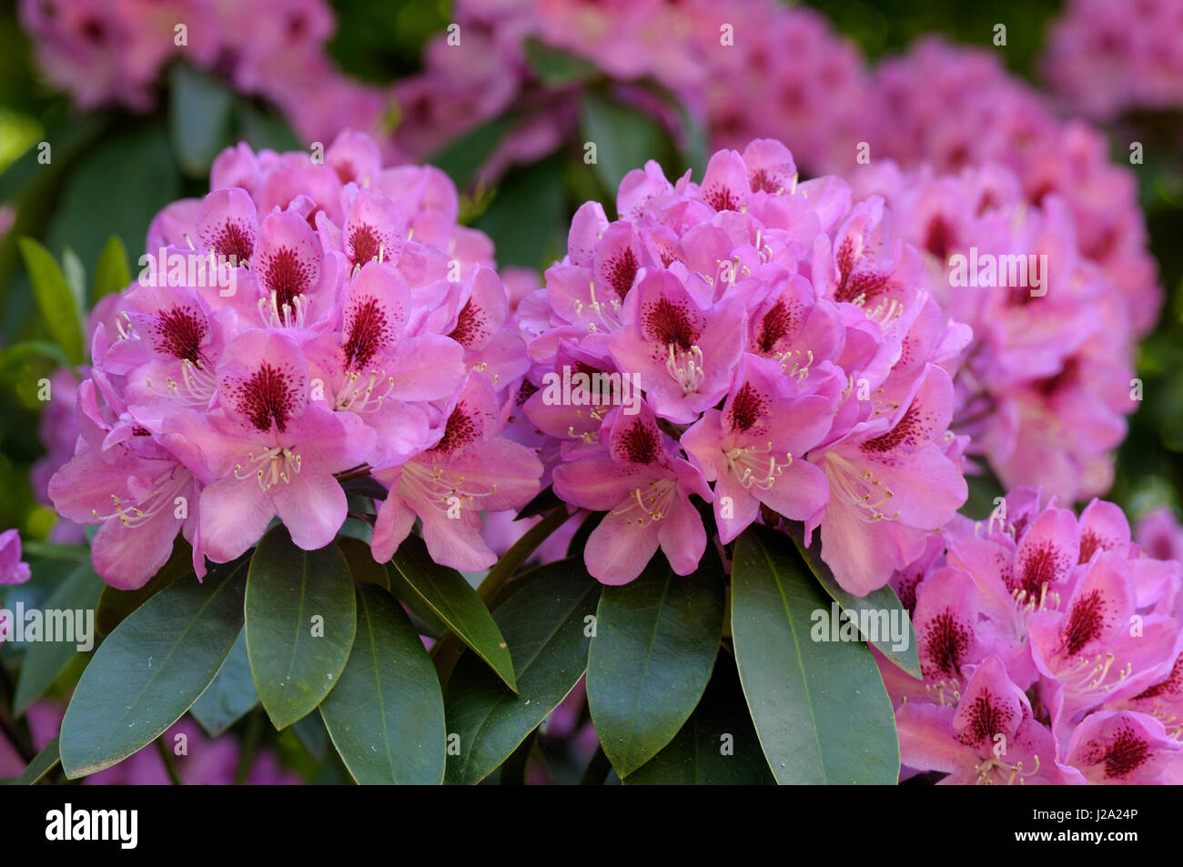 Rhododendron in Blüte Stockfoto
