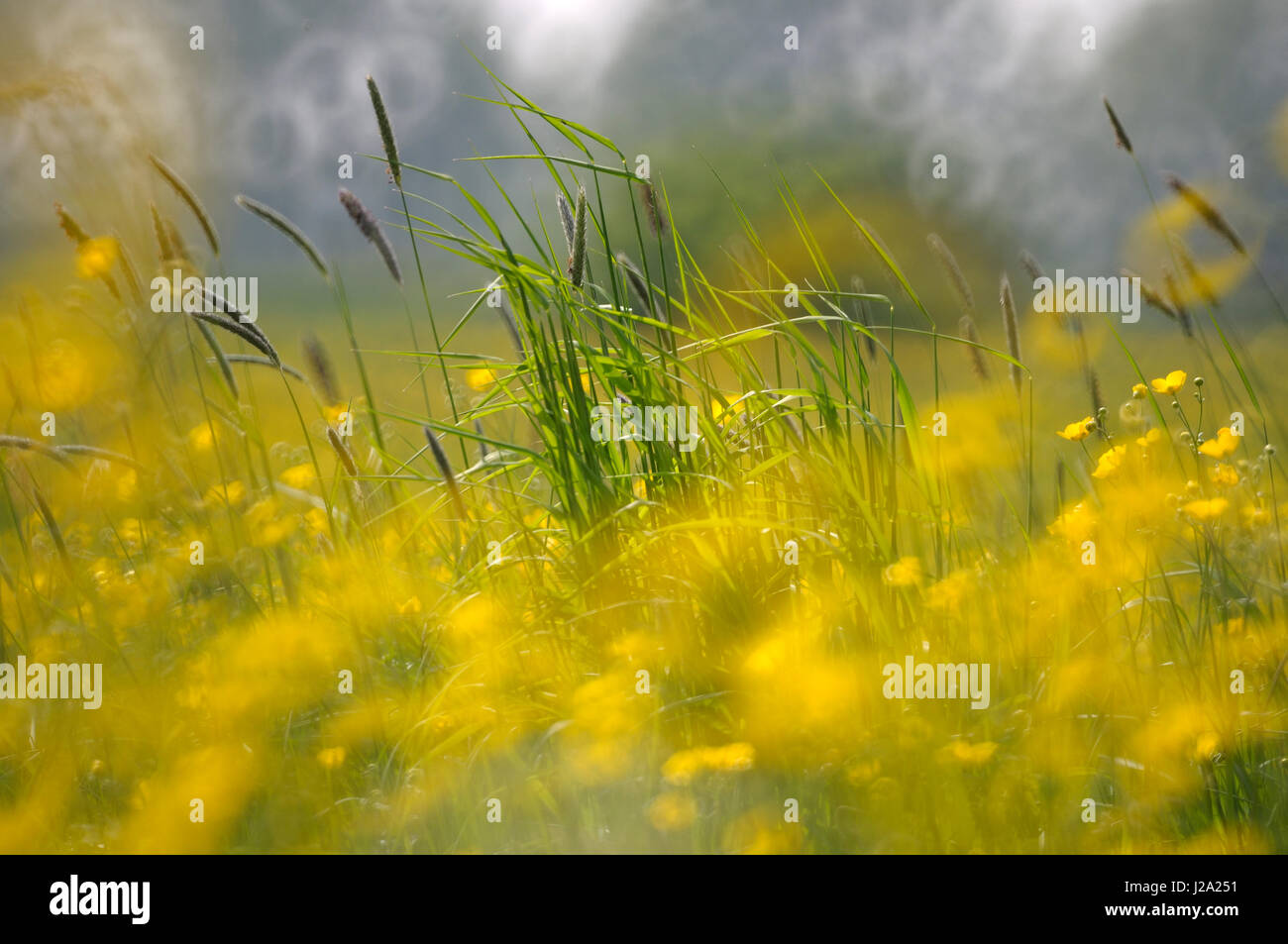 Abstrakte Weichzeichner Bild von Meadow Buttercup in Blüte Stockfoto