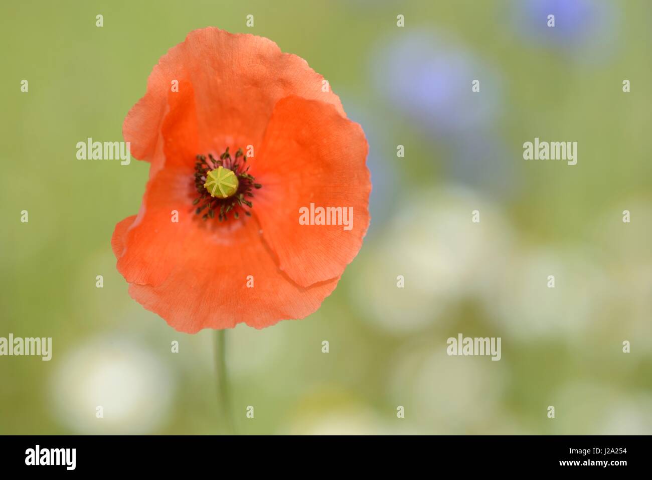 Blühende Long-headed Mohnblume im Weizenfeld Stockfoto