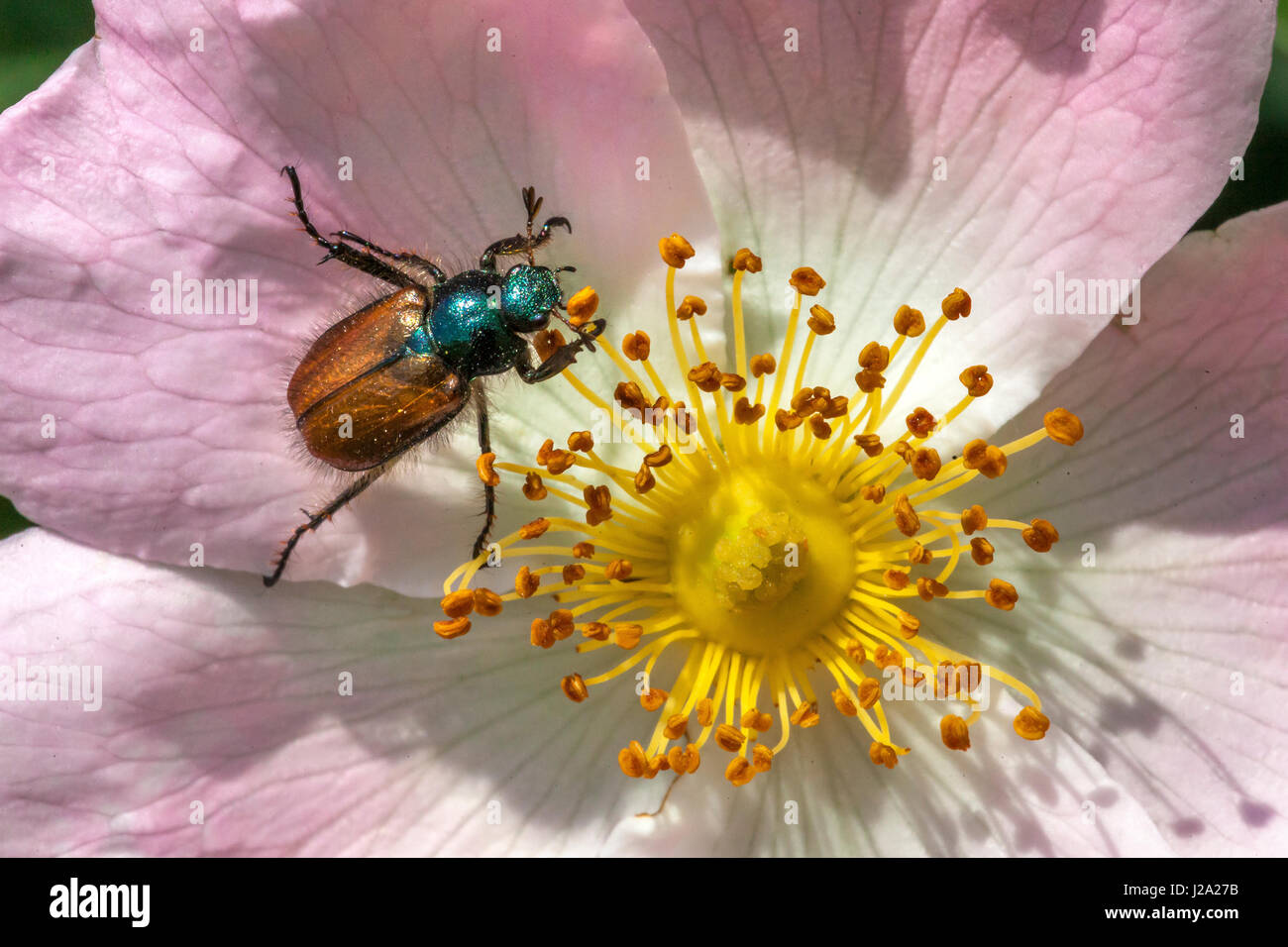 Chaver Käfer auf Heckenrose in einem Gebüsch in Deventer. Stockfoto