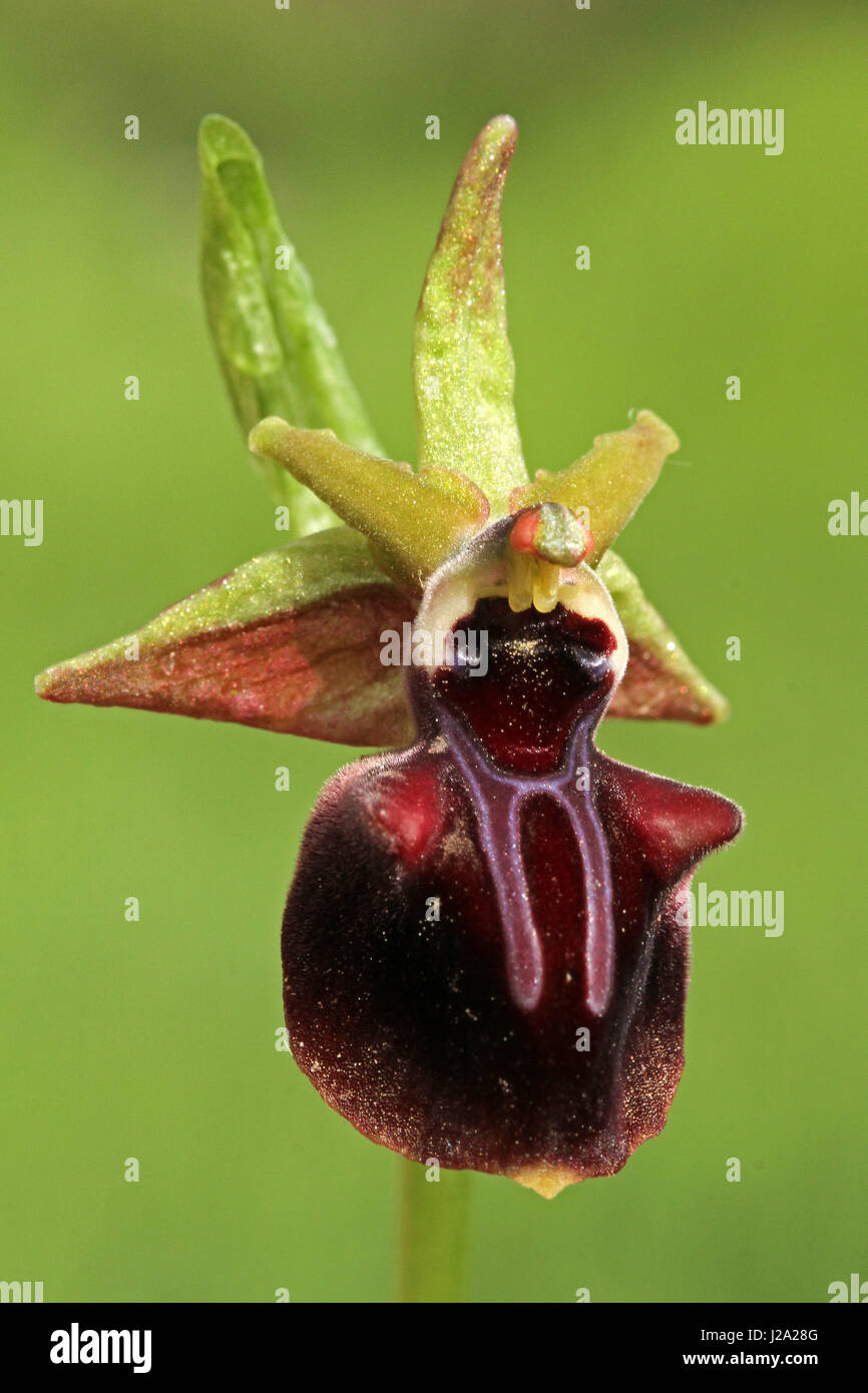 Ophrys Mammosa, frontale Ansicht Blume Stockfoto