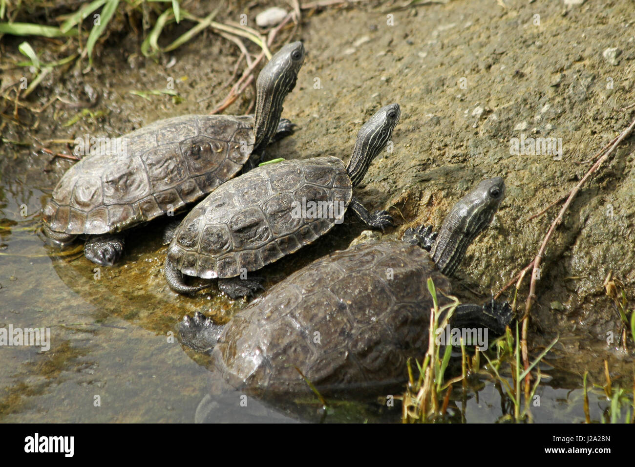 3 Exemplare der Stripe-necked Terrapin neben einem pool Stockfoto