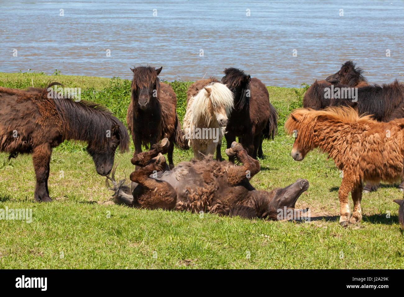 Management des Naturschutzgebietes der Duursche Waarden an der IJssel mit Sheltland Ponys grasen. Stockfoto