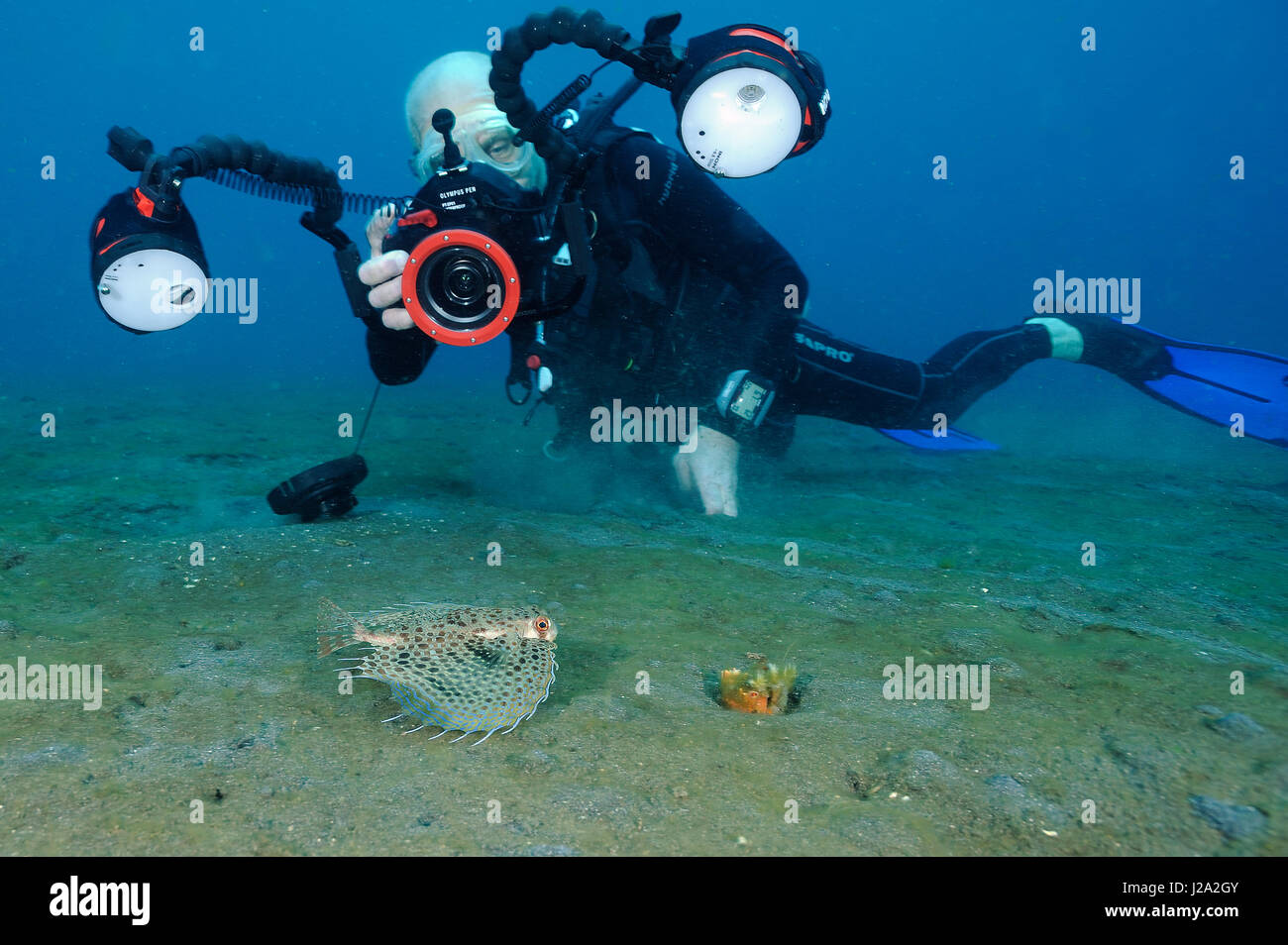 Unterwasserfotograf nimmt ein Bild von einem fliegen gurnard Stockfoto
