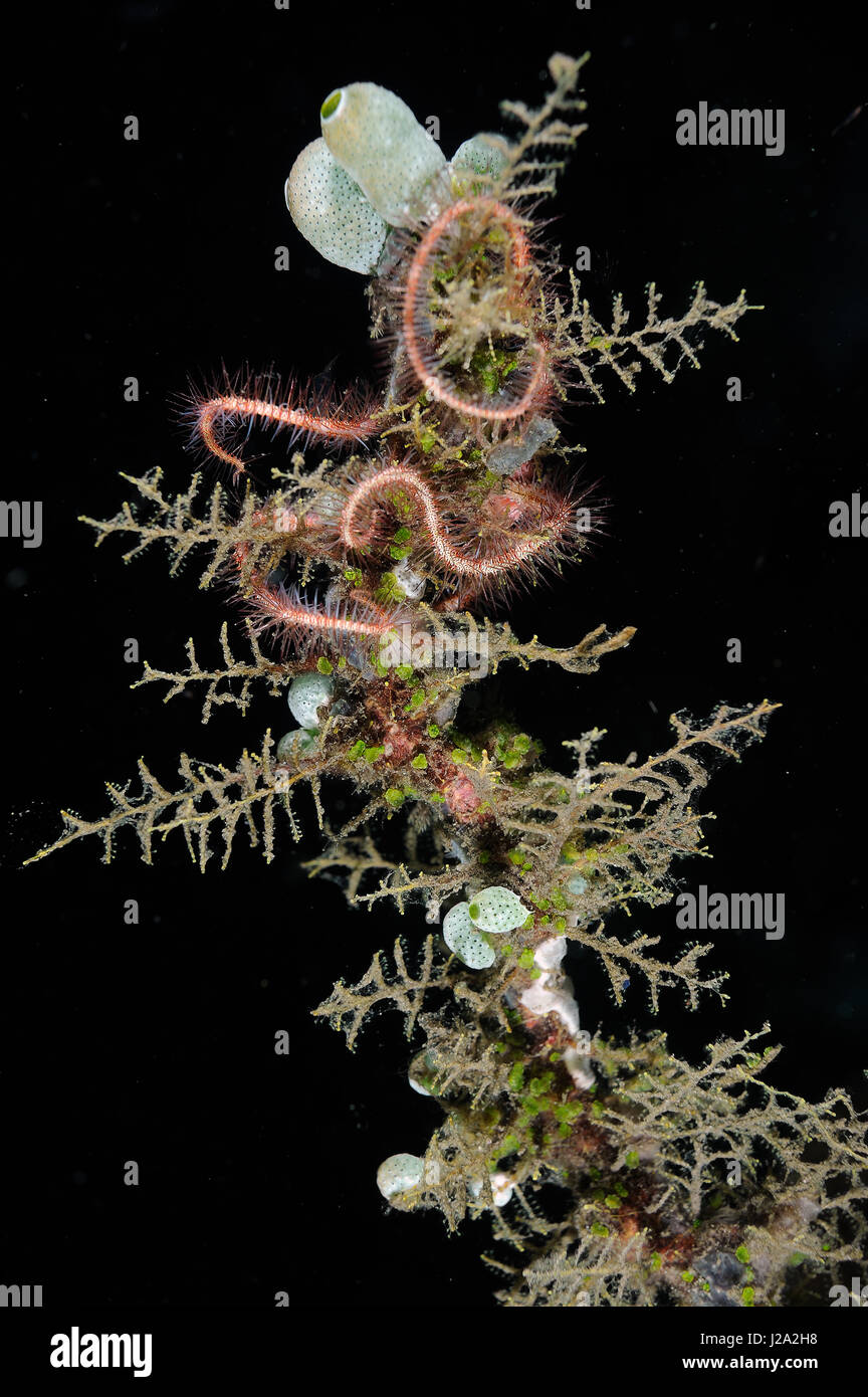 Verschiedene Formen von Leben am Korallenriff in der Lembeh-strait Stockfoto
