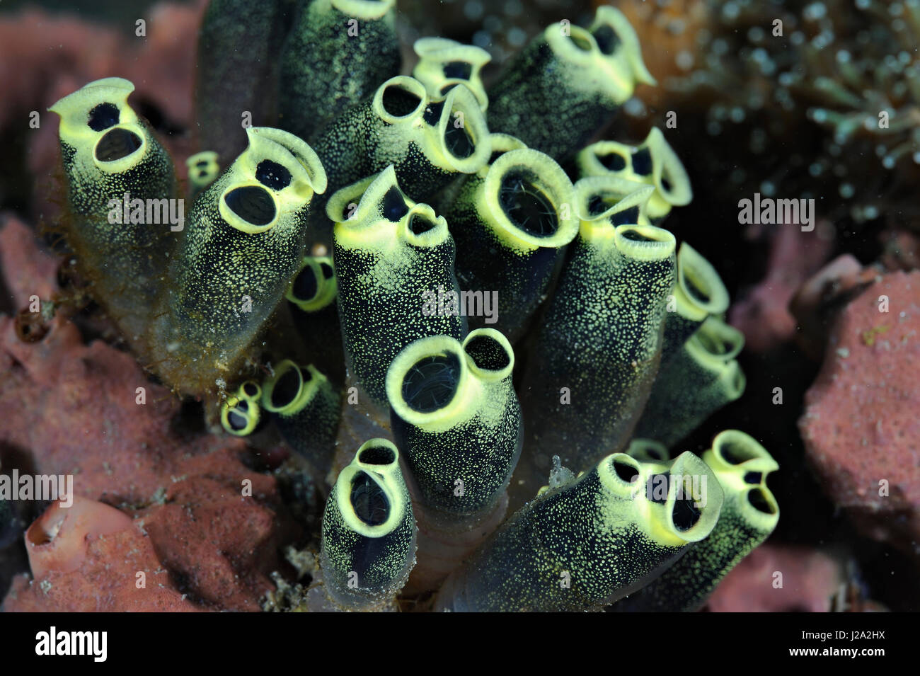 Die gestielten Ascidian ist eine Ascidian, die häufig an tropischen Riffen zu finden Stockfoto