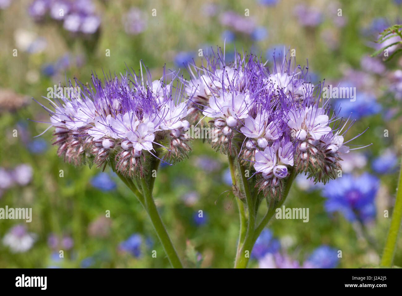 Lacy Phacelia in einem Weizenfeld in Hellendoorn Stockfoto