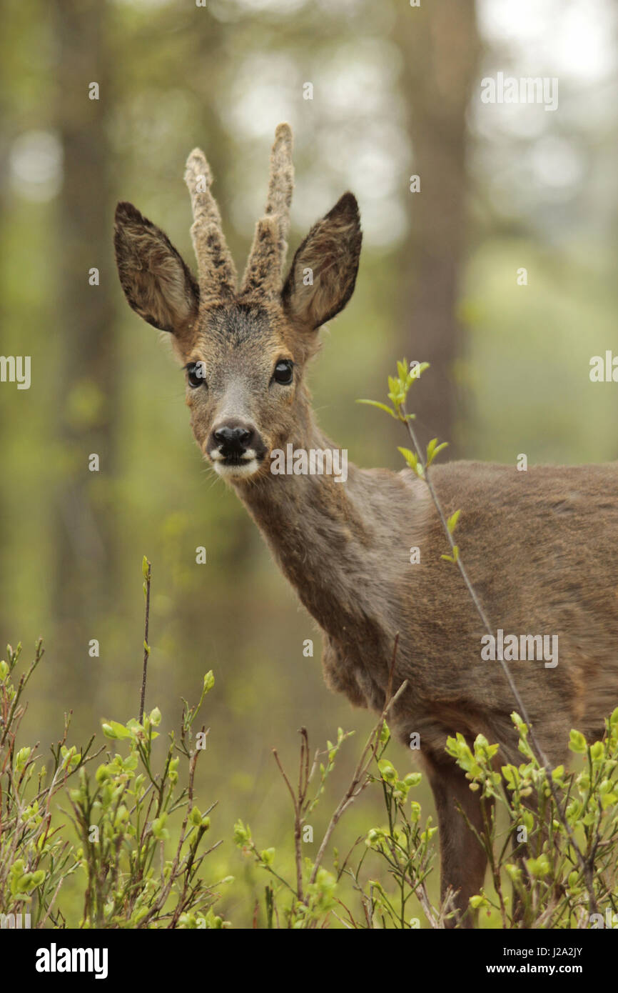 Porträt des Rehwildes in einem Wald im Frühjahr. Stockfoto