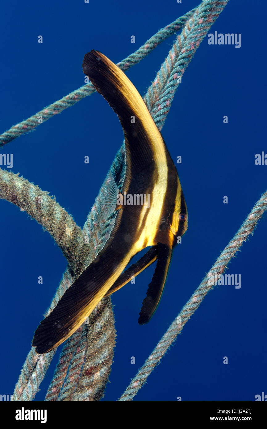 Eine junge groß Fin Fledermausfischen hat extrem lange flossen Stockfoto