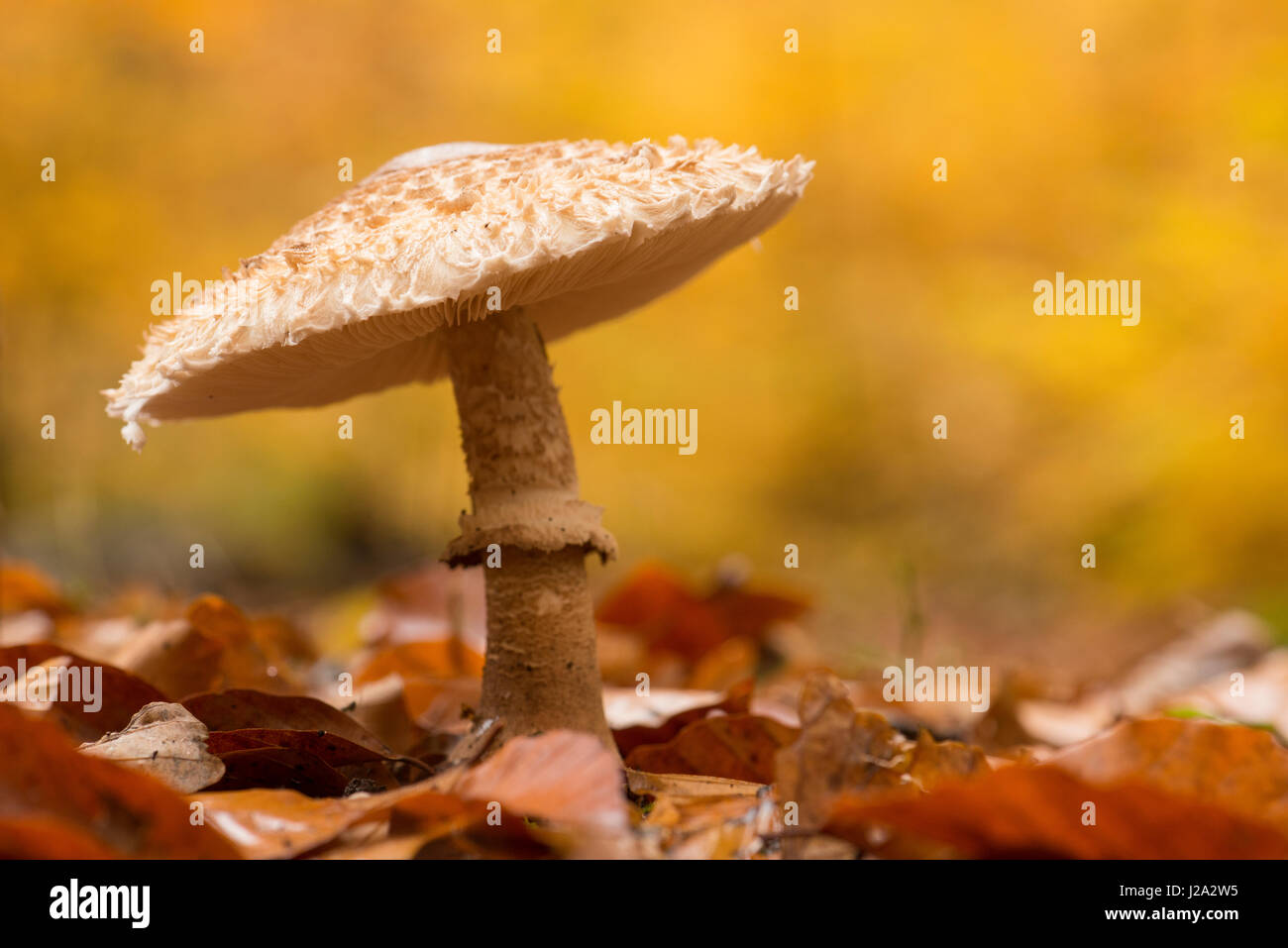 Parasol Pilz in Laubstreu von Buchenwald in Herbstfarben Stockfoto