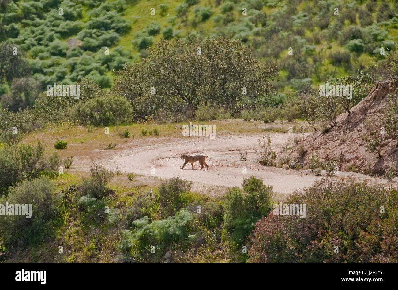 Der Iberische Luchs ist die seltenste Katze auf der Erde. Dieses Bild zeigt einen wilden Luchs und erfolgte in Andujar Stockfoto