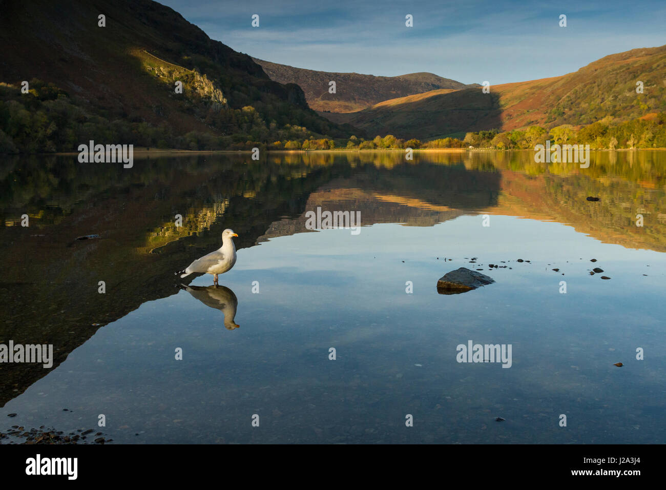 Silbermöwe Erwachsenen stehen in Afon Glaslyn Herbst Snowdonia, Wales, UK Stockfoto