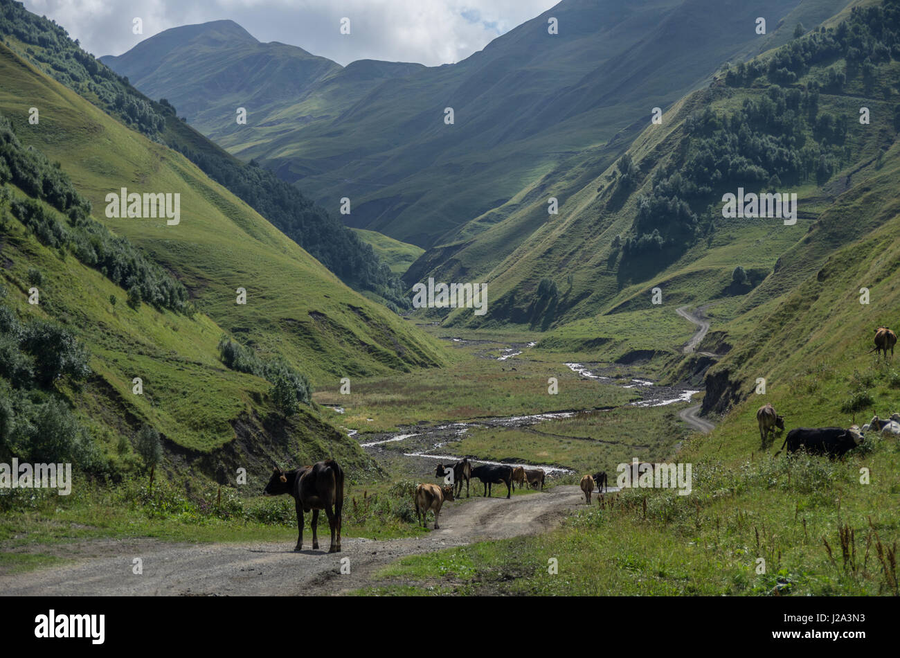 Kaukasus-Gebirge, Canyon Argun. Weg zum Schatili mit Kühen, Georgia, Europa Stockfoto