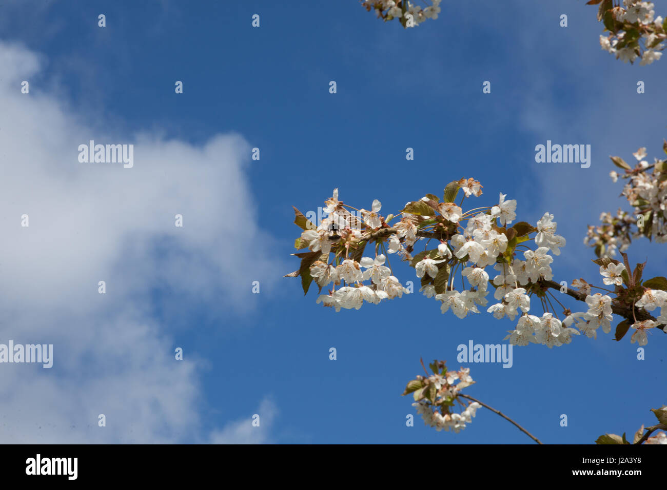 Ein Apfelbaum in Blüte in Hardanger, Norwegen. Stockfoto
