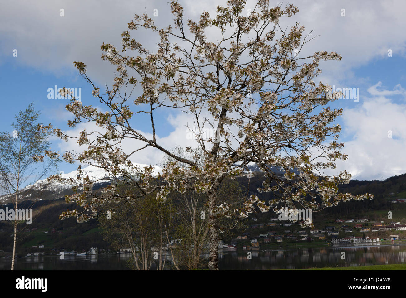Ein Apfelbaum in Blüte in Hardanger, Norwegen. Stockfoto