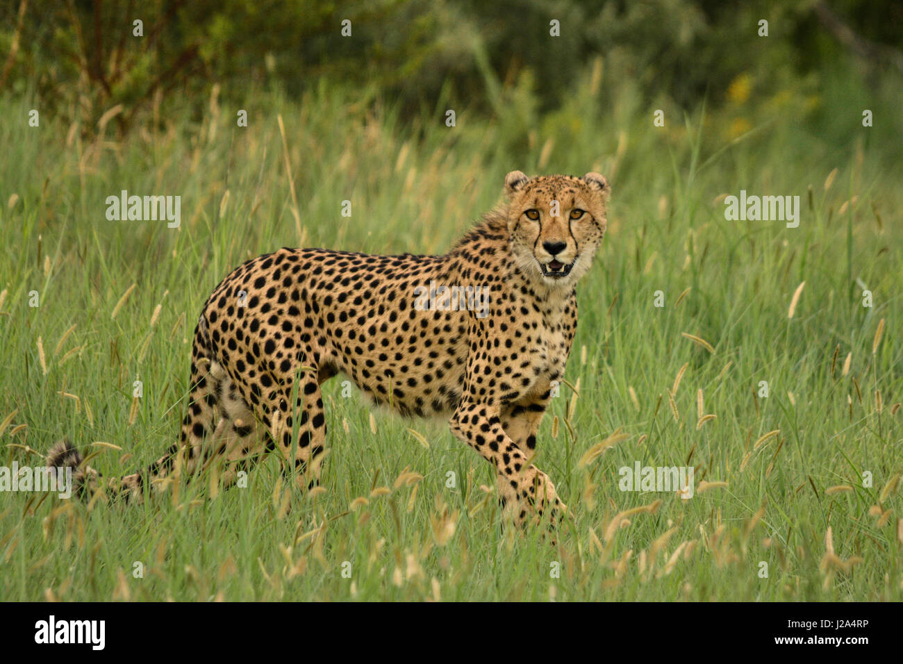 Gepard (Acinonyx Jubatus) im Pilanesberg National Park, Nord-West Provinz, Südafrika Stockfoto