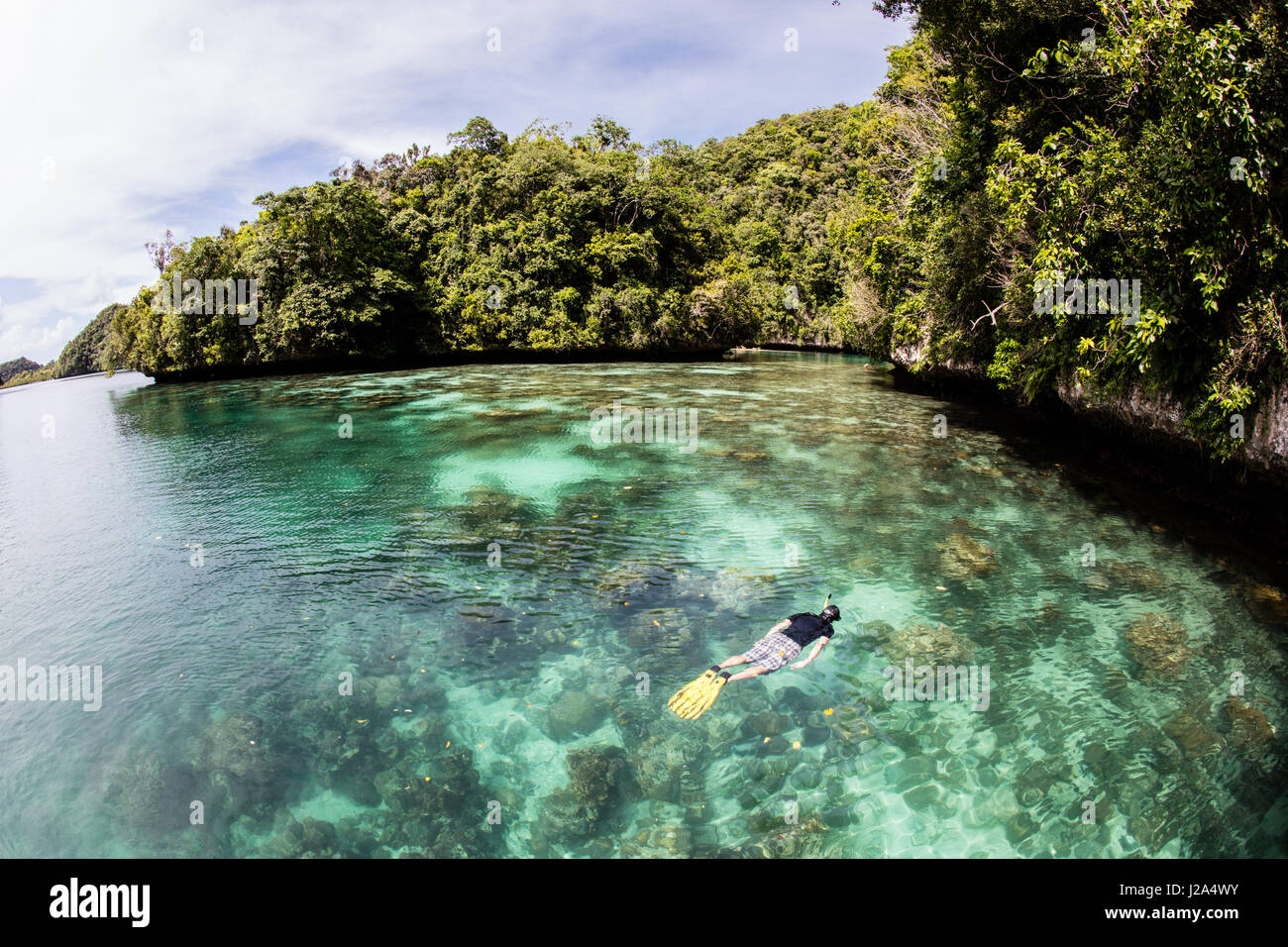 Schnorchler erforscht ein flaches Korallenriff wächst entlang der Kante einer Kalkstein-Insel in die Republik Palau. Stockfoto