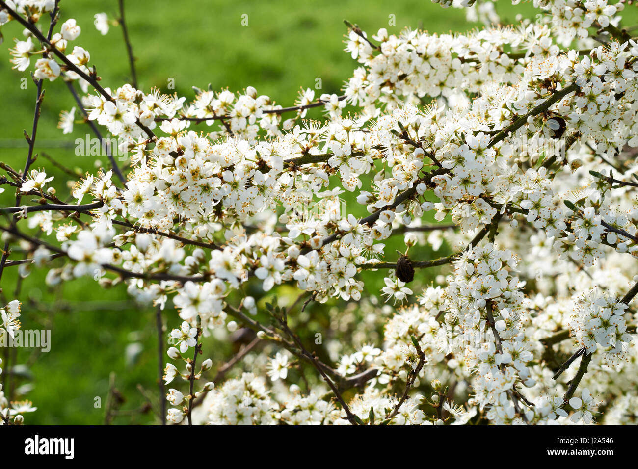 Schlehe (Prunus Spinosa) volle Frühjahr weiße Blüten, Bedfordshire, UK. Stockfoto
