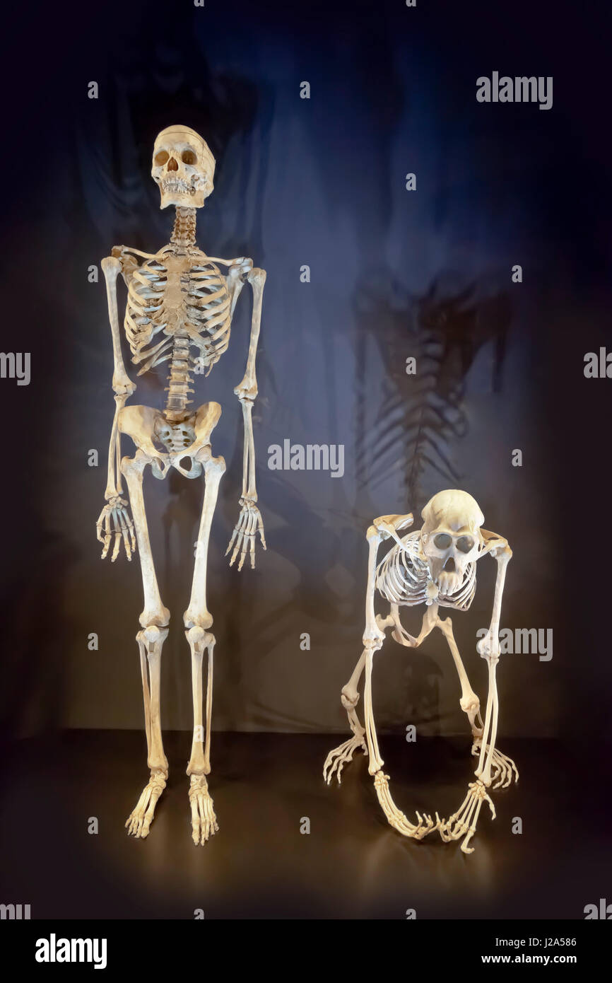 Skelette von Homo sapiens, menschlichen Männchen und ein Orang-Utan Affe, Pongo Pygmaeus im Vergleich nebeneinander Stockfoto