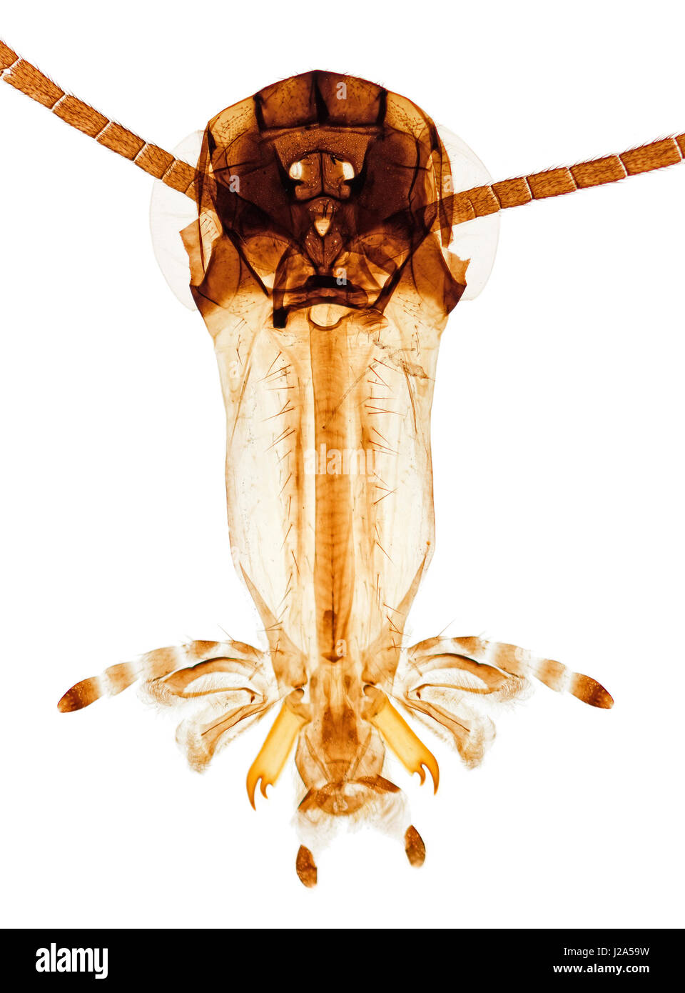 Scorpion Fly Head - Panorpa Communis, Hellfeld Mikrophotographie zeigt Mundwerkzeuge Stockfoto